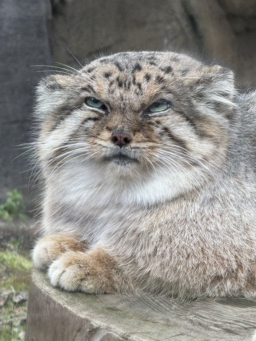 swohwalt's tweet photo. @Katzenjan_ https://t.co/GDqzKYKL21