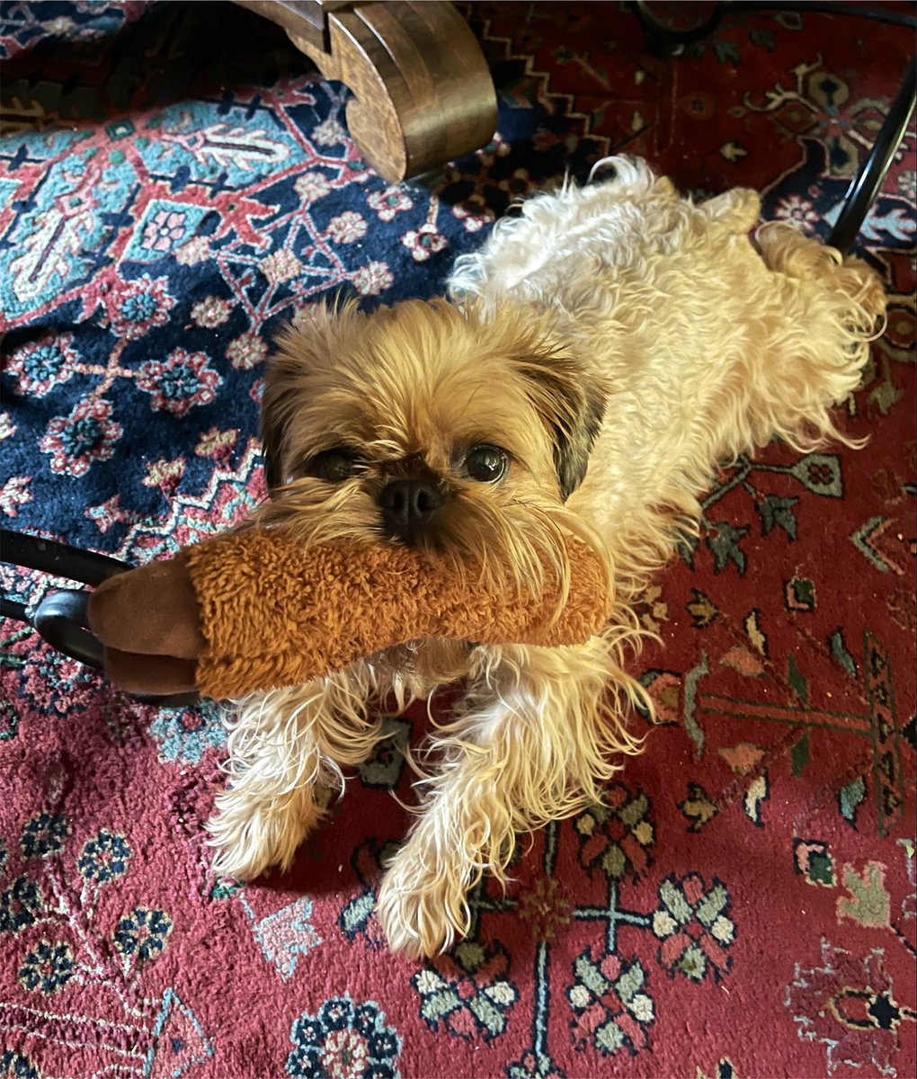 Yorkie7's tweet photo. โ๐๐ก๐ก๐ช ๐๐ ๐๐๐๐ช!๐๐พ๐ซ
Thank you, Monday. Iโve got my MOOSELEG, a sploot, my attitude, and absolutely no patience. Proceed accordingly.๐พ๐
Have a great start to your week. ๐พ๐
#HappyMonday
#Trixie https://t.co/XGwC0s8X7n
