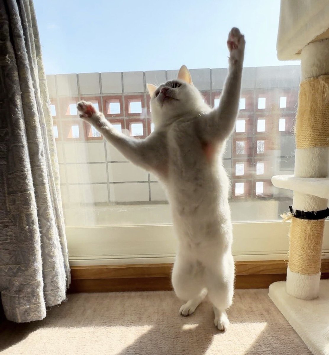 shinbaba10's tweet photo. 猫ってこんなに腕開くのね https://t.co/IyNJ4NaMle