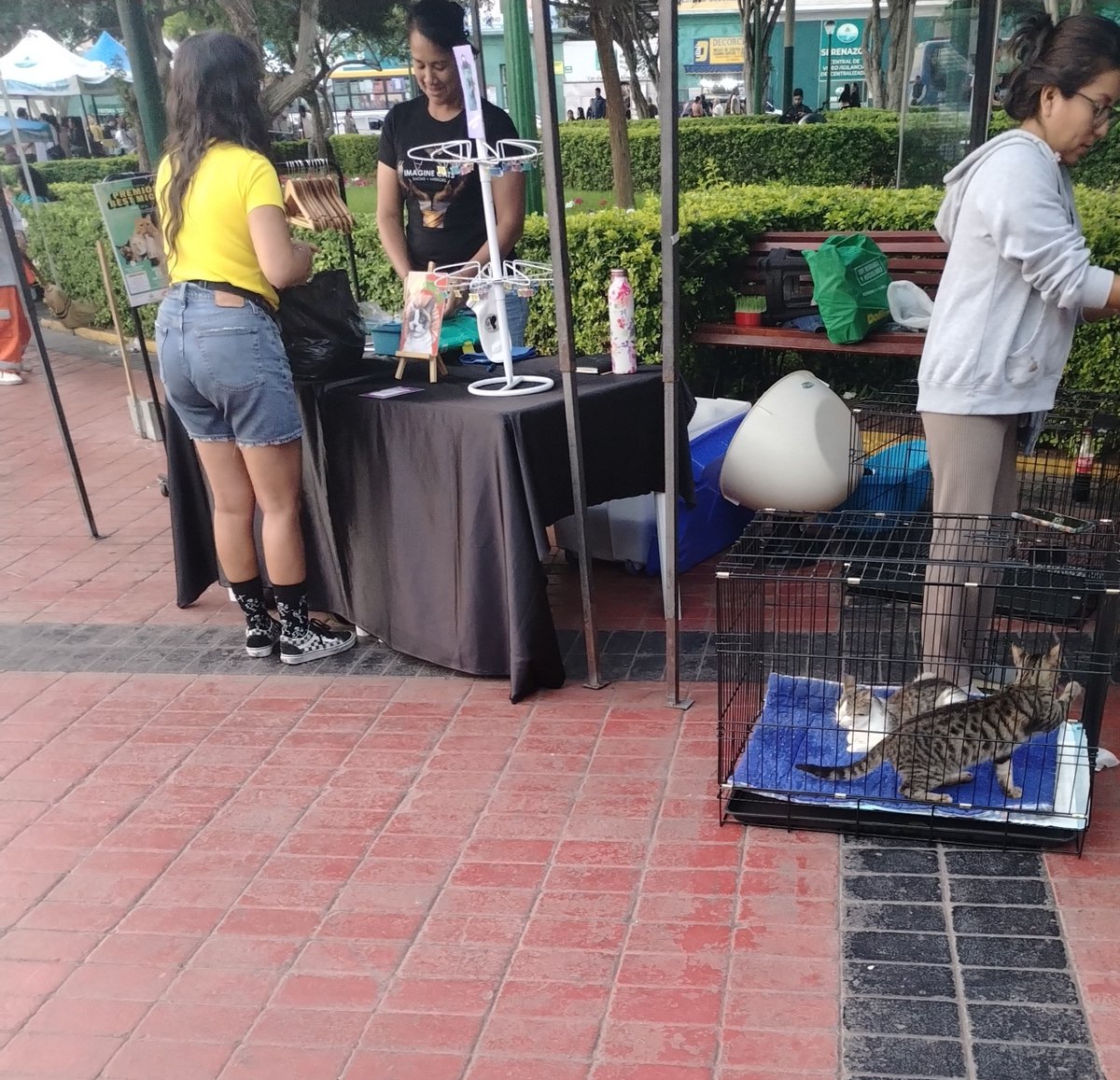 _arlettesalazar's tweet photo. No fueron adoptadas💔😖
Amigos, gracias por ayudar logramos comprar el corral y cubrir la movilidad para llegar a la feria pero no tuvimos suerte
Lamentablemente son mas rescates que adopciónes y ahora sin croquetas ni arena para los gatitos😭🚨si pueden apadrinar me escriben https://t.co/rgvp4R0yE8