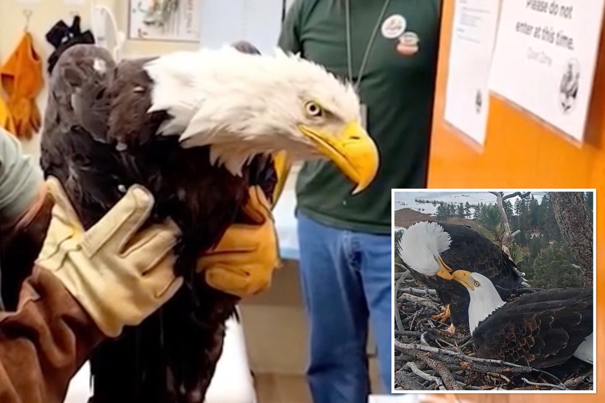 californiapost's tweet photo. Big Bear bald eagle Jackie dies after three weeks in ICU: 'Heartbroken' https://t.co/5NbdQouAx1 https://t.co/43YVOV4Yis
