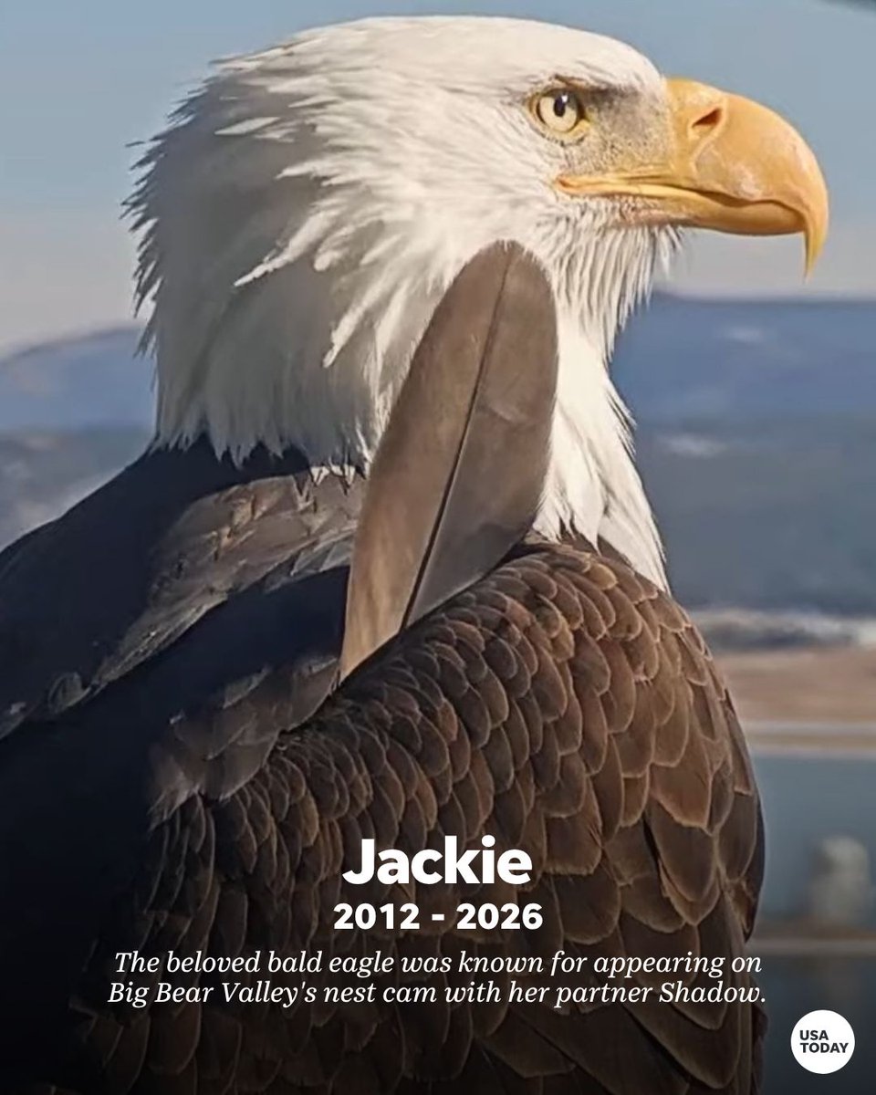 USATODAY's tweet photo. "Soar free Jackie." 

Beloved bald eagle Jackie died while rehabilitating at a wildlife center in California after being rescued following an apparent "altercation" with two subadult eagles. https://t.co/21tdss1Ugd

📸: Courtesy of Friends of Big Bear Valley https://t.co/8KXvXSbcsB