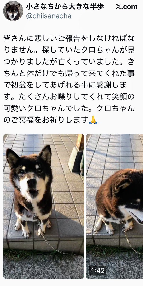gY2TiUbn6e8e6KL's tweet photo. 🌈悲しいお知らせです😢
5/30長崎県佐世保市横手町から迷子になっていた〝クロちゃん〟です
残念ですが、無事に帰宅したいという想いは叶いませんでした。
クロちゃんのご冥福をお祈りします。

クロちゃん寂しかったね🥲 https://t.co/5b9n6G5meL