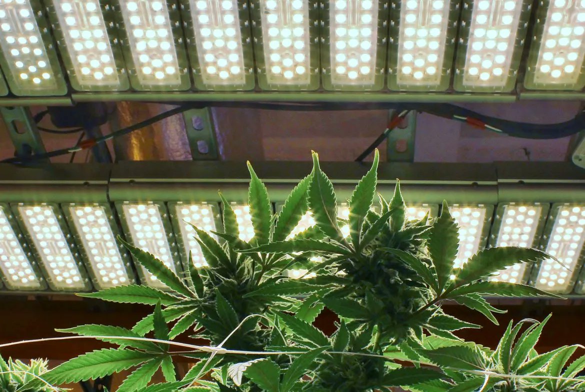 GreenLife_INC's tweet photo. 114 Flower Lights Fully Built Out Cannabis Cultivation, Manufacturing &amp; Distribution Business For Sale Includes Real Estate (Los Angeles, California) #2068

https://t.co/vMRunFm1Zd

Call or text for More information! https://t.co/gTj1nhENF1