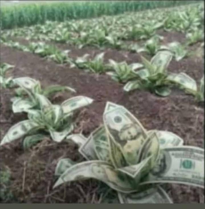 Bobrango47's tweet photo. Chase money not people.😇 "THE MULA" sorry if I offended u but I ain't gonna feed my mother love she needs money. https://t.co/nirlSVuKFa