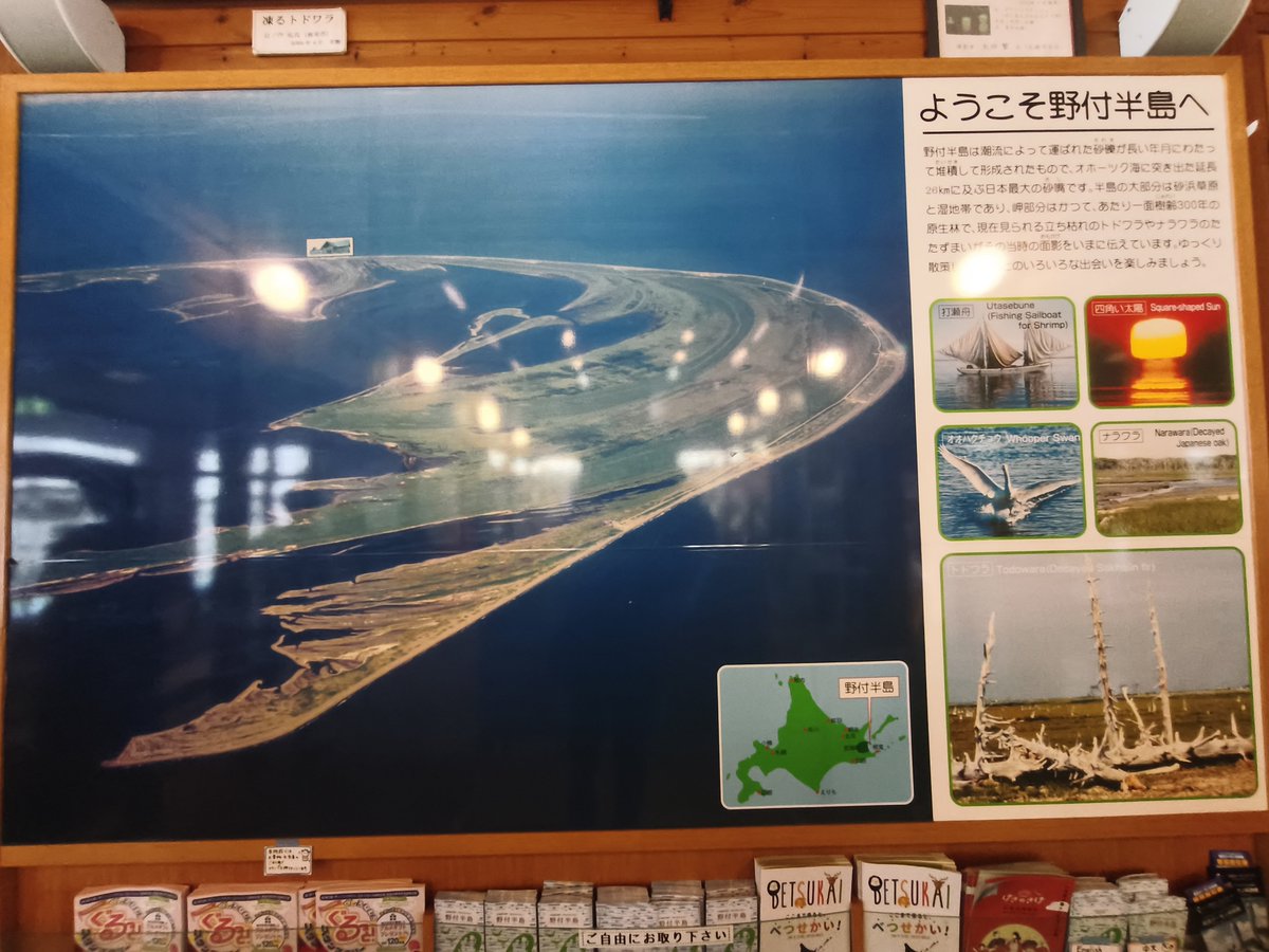 shiyon44's tweet photo. 野付半島のネイチャーセンター来たよ
少し前で鹿が目の前に出てきてマジ焦った💦 https://t.co/lzArJDRC6h
