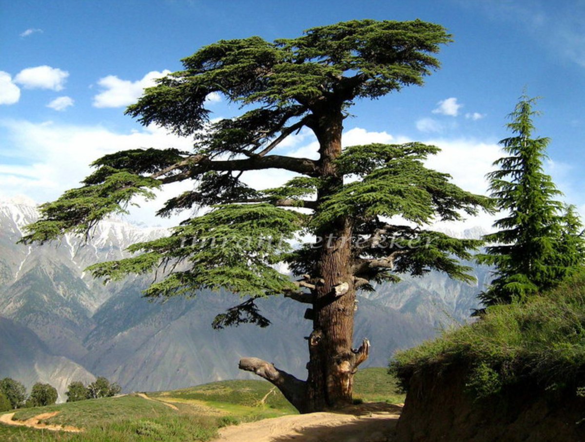 ladypoelondon's tweet photo. called mom and bragged about my new Conifer secret getaway and she taught me another Cedrus species, native to Himalayas called 'devadaru' in Sanskrit: Cedrus Deodara. Devadaru means Trees of Gods. Here's a pic I found on the internet. It looks so yummy! #Conifer love. https://t.co/3by8IwR2tb