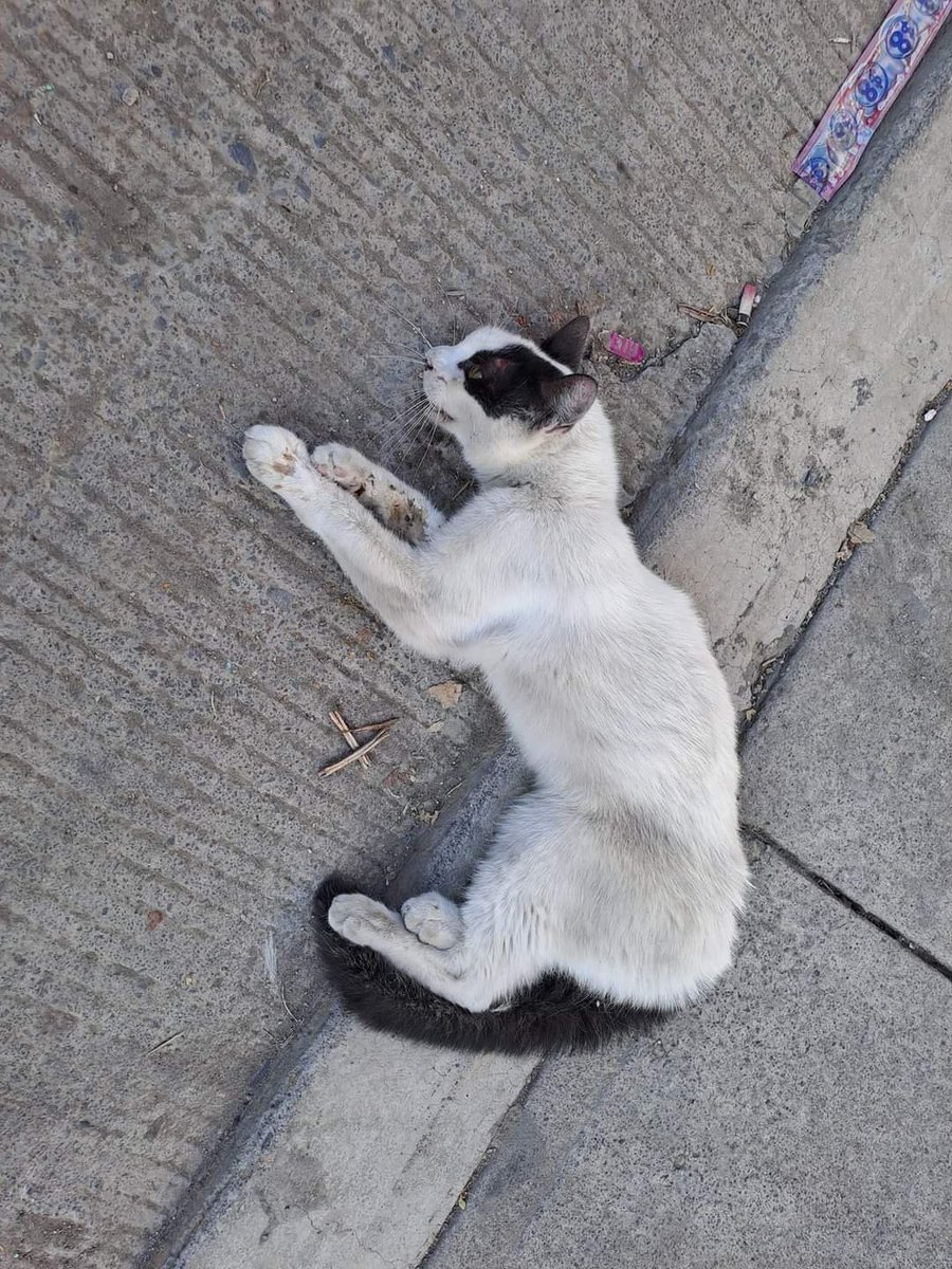 palaciosruben23's tweet photo. @ClaraNSalinas @rickygervais Era callejero y lo rescatamos. Estaba golpeado, deshidratado y desnutrido. Perdió la vista de ese ojo. https://t.co/OUxyUsKrVE