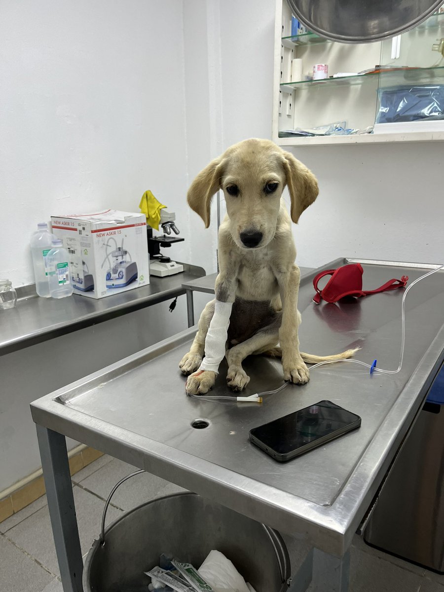 HELA_MORE's tweet photo. La pequeña Mina se quedó hospitalizada,no está grave pero no queremos que empeore su situación.

Posiblemente es parasitosis,y eso es algo grave en cachorros,ya hemos tenido casos así y algunos han fallecido.

Confiemos en que todo salga bien y nuestra querida Mina se recupere pronto.❤️‍🩹