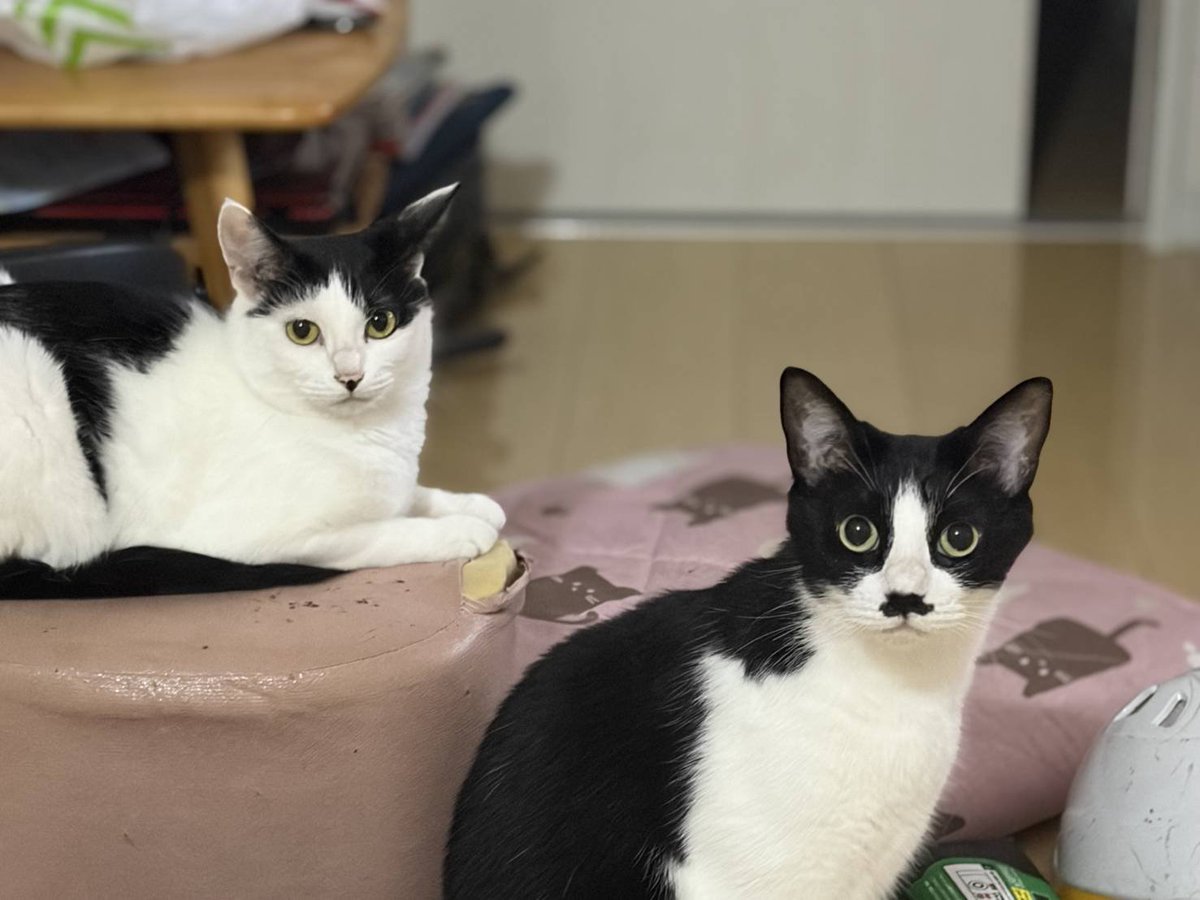 ryutetsu0's tweet photo. おはようございます☂️

8月11日(火)

台風が来てるみたいですね！
皆様、ご来店の際はお気を付け下さいね！

限定は台湾まぜそばです🍜
煮干してつ郞も10食ほど残ってます。

本日もよろしくお願い致します✨ https://t.co/roymg89RYL