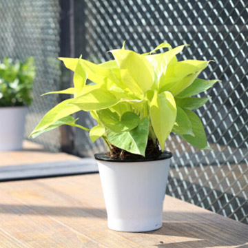 ShantellVal38c's tweet photo. [Pro tip for your pothos: let the top 2 inches of soil dry out before watering, and keep it in bright indirect light! It’ll grow like a little green superstar ]， https://t.co/MCjnlIT7qv