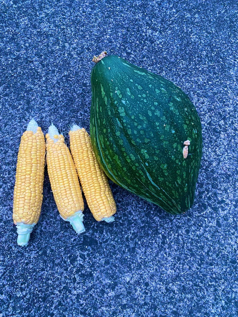 yachi_glay's tweet photo. 夏野菜のピーク来てます
家庭菜園歴4年、初チャレンジのかぼちゃも無事収穫🎃
秋に向けて種まき🌱 https://t.co/znXHXRaCks
