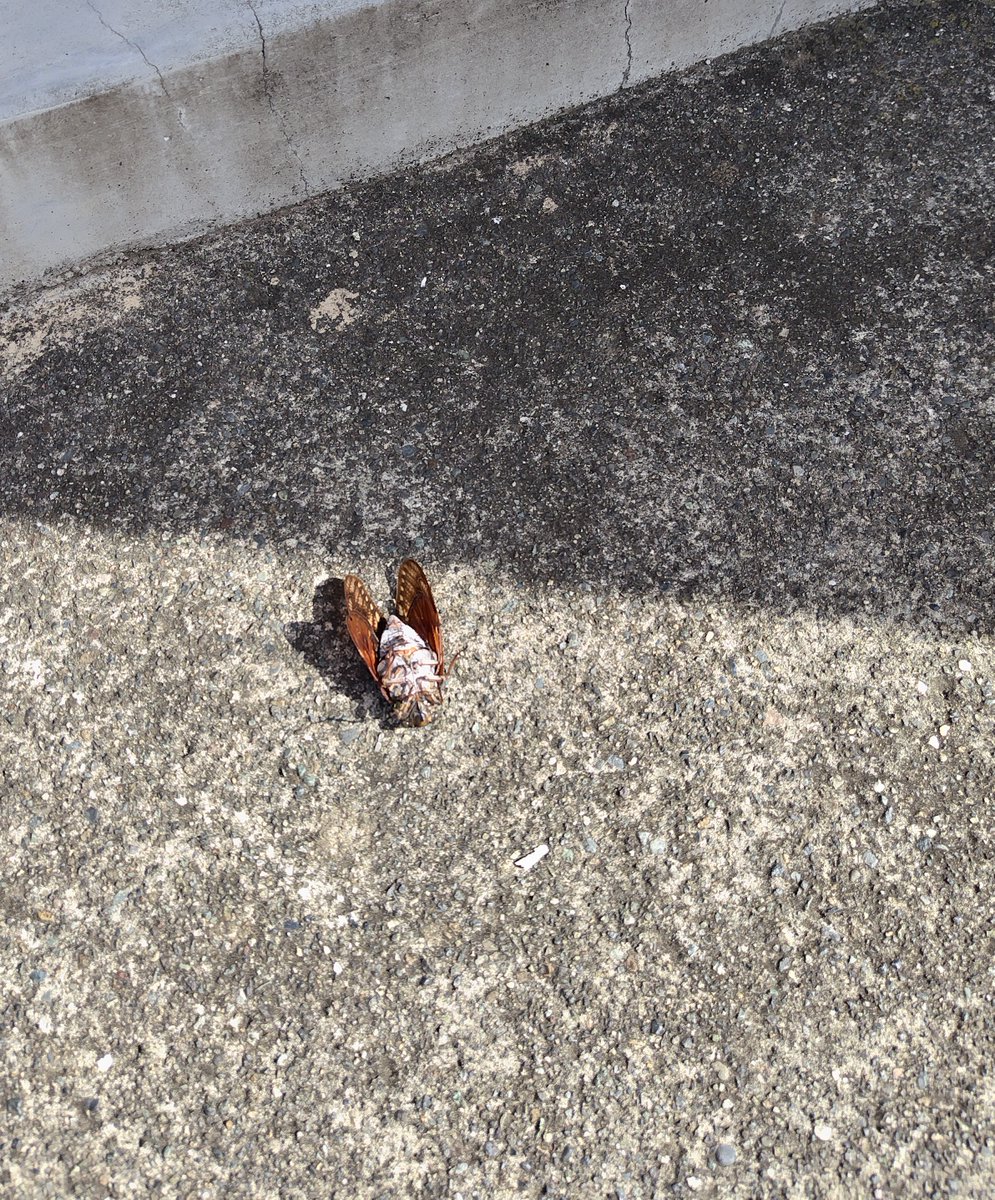 Kijitora469's tweet photo. 地域猫のチョビ君。最近はよくお土産を持って来てくれます👏。
とてもありがたいのですが🙇🏻‍♀️、世話人にとっては嫌がらせなんですけど💦😢

#猫のいる暮らし #キジトラ #猫好きさん #猫のいる生活  #猫がいる幸せ https://t.co/6oMcR8uAYf