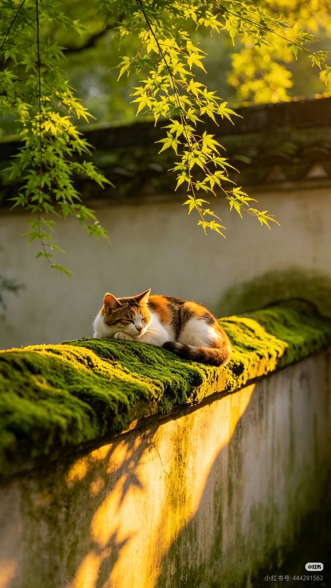fei88yi66's tweet photo. 猫猫晒太阳 https://t.co/5TBIK5n0uT