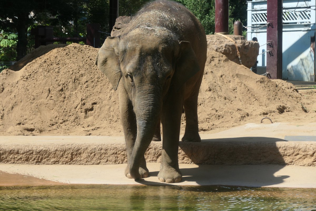 UenoZooGardens's tweet photo. ゾウが絶滅の危機に瀕していることを知っていますか？

今日8月12日は「＃世界ゾウの日」です！
野生のゾウは数が減っています。その原因は象牙・皮を狙った密猟や森林伐採による生息地の減少など、人の活動が深く関わっています。
ゾウを守るために一人一人にできることが何か考えてみませんか？

上野動物園では、「＃世界ゾウの日」にあわせて、園内でイベントを実施します。詳しくはこちらから！https://t.co/blbEnWEtoh

＃世界ゾウの日
＃WorldElephantDay