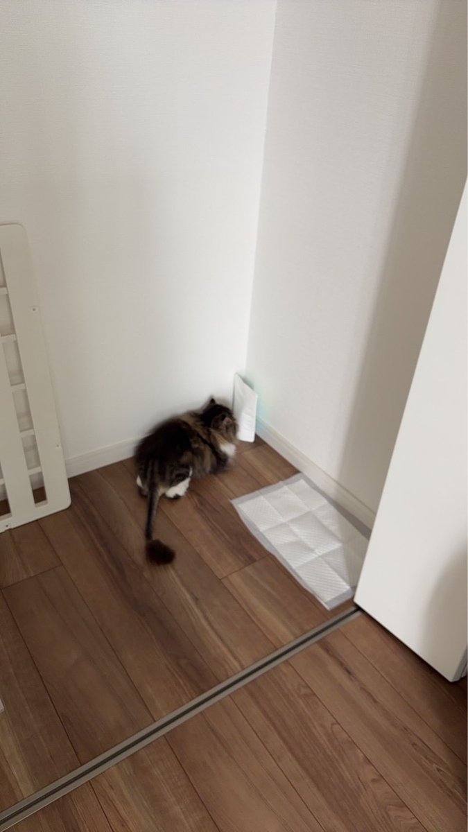 tanutomo's tweet photo. 最近のはる🐱

なぜか部屋の「隅っこ」にハマってます。
しかも、かなり本気で隅っこ😂

もっと広いところ、いっぱいあるんだけどなぁ…。
猫ってこういう場所が落ち着くんですかね？

#猫のいる暮らし #猫好きさんと繋がりたい #エキゾチック #はる https://t.co/tAcYi9DbXV