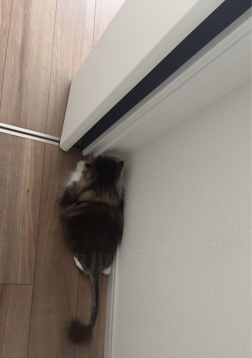 tanutomo's tweet photo. 最近のはる🐱

なぜか部屋の「隅っこ」にハマってます。
しかも、かなり本気で隅っこ😂

もっと広いところ、いっぱいあるんだけどなぁ…。
猫ってこういう場所が落ち着くんですかね？

#猫のいる暮らし #猫好きさんと繋がりたい #エキゾチック #はる https://t.co/tAcYi9DbXV