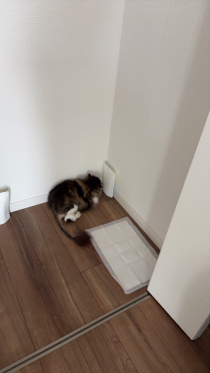 tanutomo's tweet photo. 最近のはる🐱

なぜか部屋の「隅っこ」にハマってます。
しかも、かなり本気で隅っこ😂

もっと広いところ、いっぱいあるんだけどなぁ…。
猫ってこういう場所が落ち着くんですかね？

#猫のいる暮らし #猫好きさんと繋がりたい #エキゾチック #はる https://t.co/tAcYi9DbXV