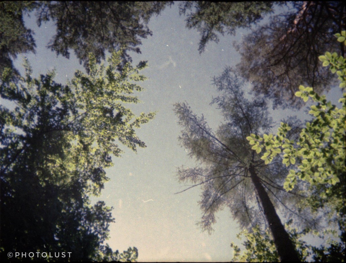 photo_lust's tweet photo. #TreeTuesday

#LookingUp

#Lomography
📷 #Holga 135 TIM
🎞️ #Kodak #UltraMax

#Analogue #Analoguephoto #Analogphotography
#Color #Colorphoto #Colorphotography
#Tree #Wood #Nature https://t.co/KIPt00vLDR