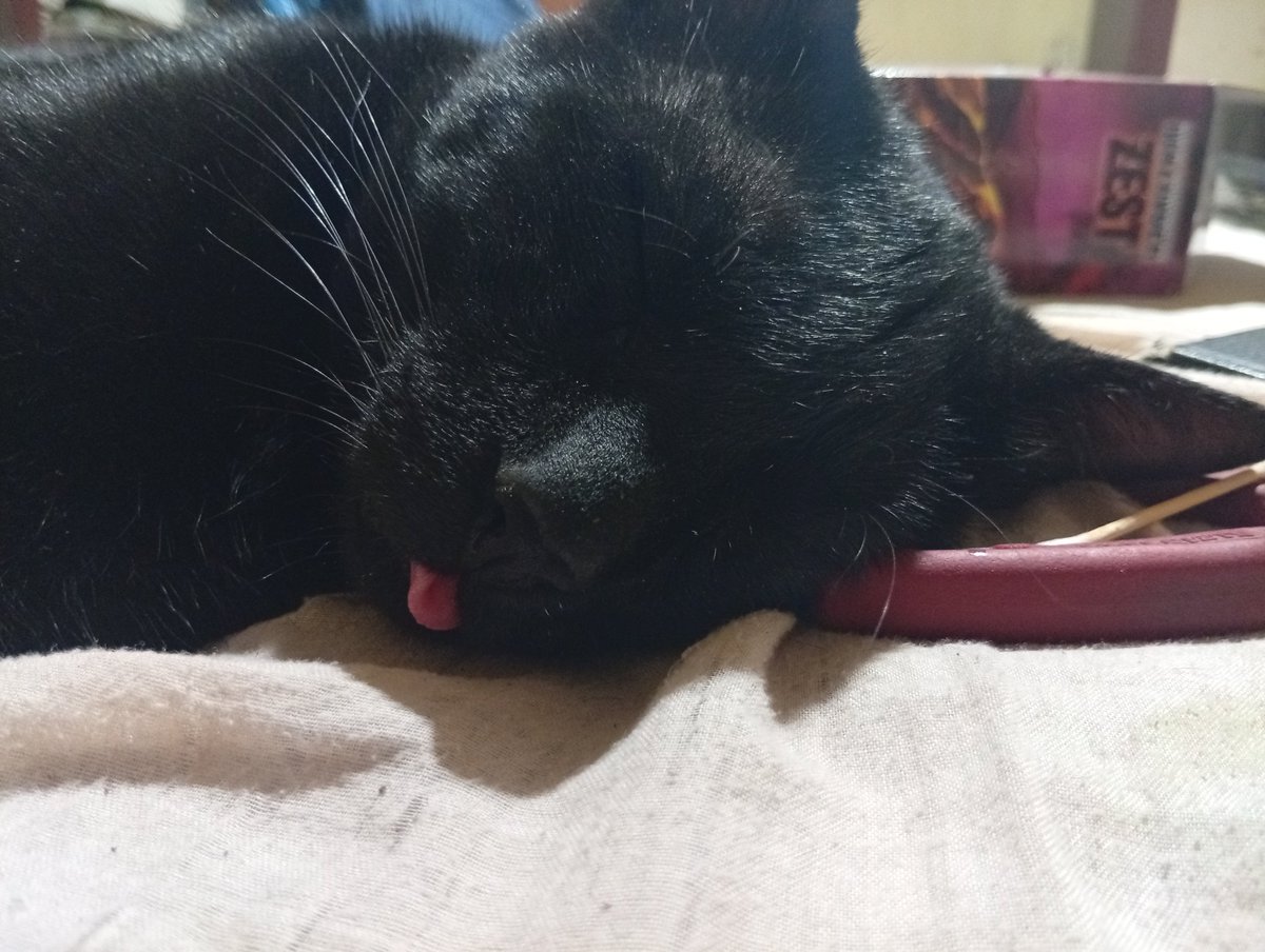 MexicantDoggo's tweet photo. Hace mucho tiempo que no dibujaba a lápiz 
Dibujé a mi gato Pozole https://t.co/DoK8LNvdDy