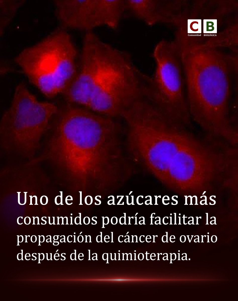 Bio_comunidad's tweet photo. La quimioterapia destruye células tumorales, pero algunas sobreviven transformadas y comienzan a liberar sustancias que favorecen la propagación. Entre ellas, los científicos encontraron un azúcar consumido diariamente... (1/2) https://t.co/i4CB8AWKYU
