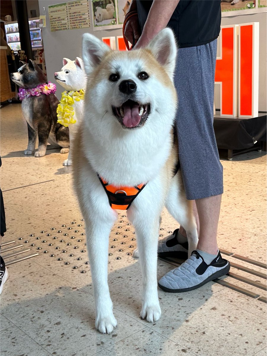 odate_akitainu's tweet photo. 【 おともだち紹介/秋田犬 】
琥珀ちゃん Kohaku 1歳 ・青森県
まだ来てけれなぁ〜🐕
#秋田犬の里 #Akitadogvisitorcenter #Akita #akitadogs #Odate #愛犬自慢 #忠犬ハチ公 #ふるさと #大館市 #あきたいぬ #秋田犬 https://t.co/hzkXsnmcGW
