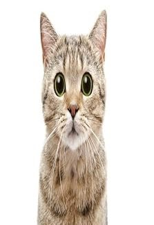 tinnedfishfan's tweet photo. does anyone else ever just see this one stock photo of the cat in public and start smiling https://t.co/490GA5hbLW