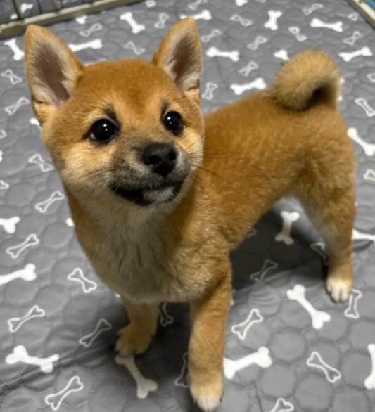 mama88872520's tweet photo. #茨城県  結城市  結城市今宿  8/9逸走  鬼怒川  八千代町
#柴犬 子犬 ♀️ リンちゃん 2ヶ月💦 2Kg程  赤い首輪
#迷子犬  #迷い犬  筑西市  古河市  栃木県  小山市
⬇️情報お届け下さい🙏目撃されたら110番で保護依頼を🙇‍♀️
https://t.co/q99KX6aQqK https://t.co/osdbZkR8vv