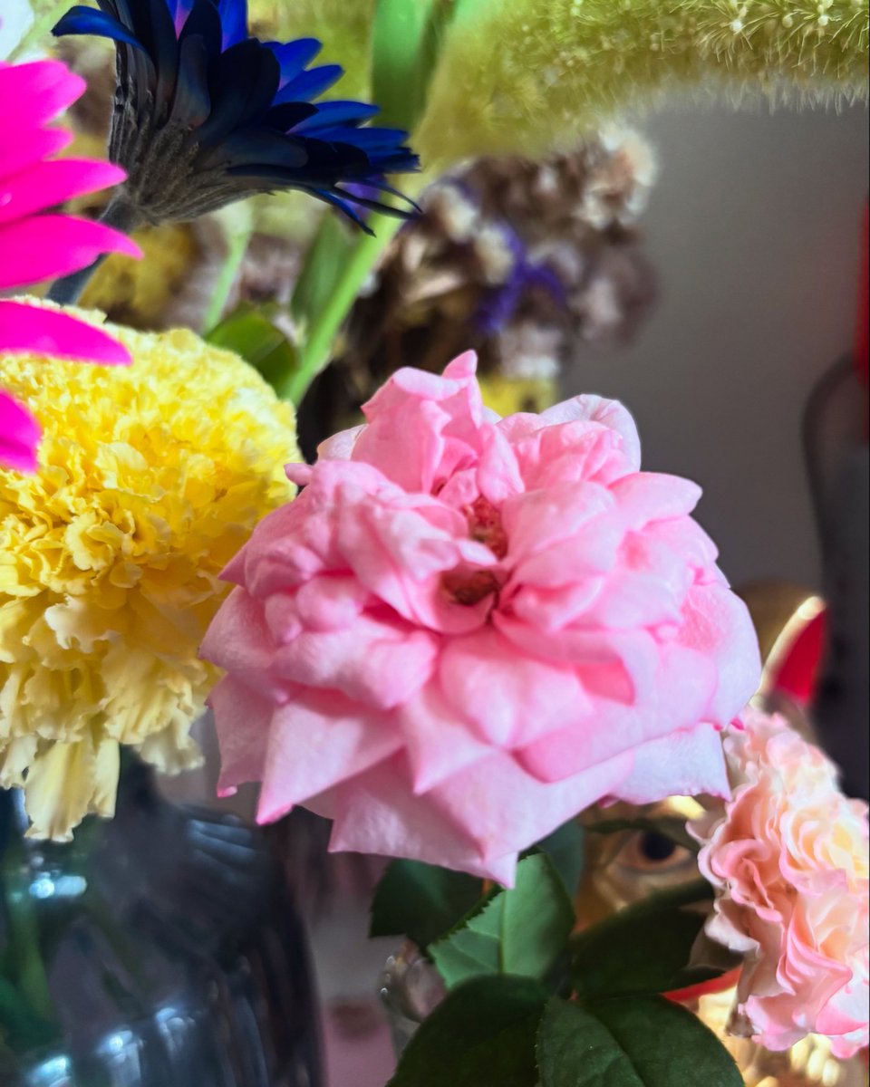 ayanoco127127's tweet photo. 家のお花はこちらにまとめています😄

https://t.co/38mHEnQYlo https://t.co/dcUPnGcfz5