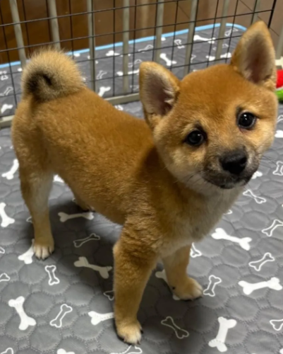mama88872520's tweet photo. #茨城県  結城市  結城市今宿  8/9逸走  鬼怒川  八千代町
#柴犬 子犬 ♀️ リンちゃん 2ヶ月💦 2Kg程  赤い首輪
#迷子犬  #迷い犬  筑西市  古河市  栃木県  小山市
⬇️情報お届け下さい🙏目撃されたら110番で保護依頼を🙇‍♀️
https://t.co/q99KX6aQqK https://t.co/osdbZkR8vv