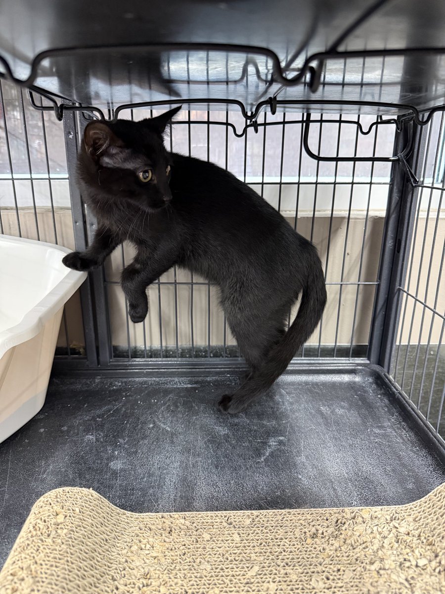SAFEteamrescue's tweet photo. Happy Monday Evening from adoptable kitties, Neil and Niko! These Best Brothers are our new in-store supervisors at Pet Valu (140 St Albert Road, St Albert) and they are busy checking out their new surroundings! These sweeties are full of positive spirits and they are going to https://t.co/iHuW6RH5wG