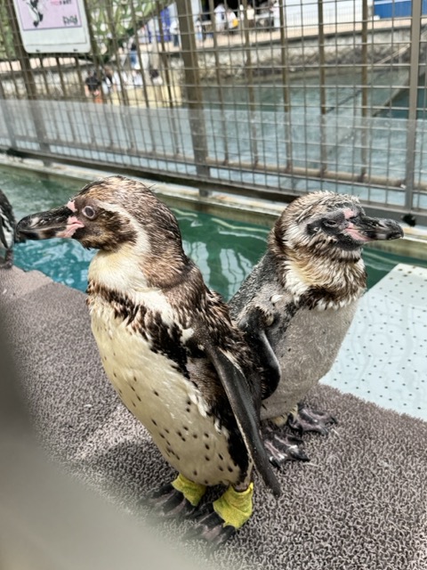 gatoh tweet picture