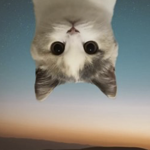 Swedgonecrypto's tweet photo. How I met your cat https://t.co/ITHfbN1DdB