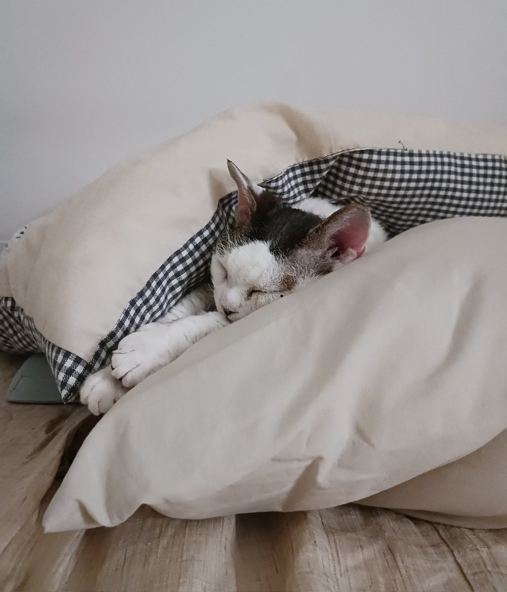cat_said's tweet photo. 데본이 너무 추워쪄용🥶 https://t.co/PXFdbSgP59