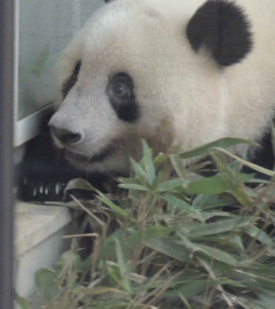 yuchan2525panda's tweet photo. 当時観覧通路からは、小庭からこうやって中の様子が見えるとはわからなかった。

シャンちゃんはここから飼育員さんがお部屋の掃除したり竹の準備してるのをみてたんですね🥹💕︎

その可愛いお顔で♡
 #上野動物園東園旧パンダ舎
 2019/6 https://t.co/fCeKwxnbuX