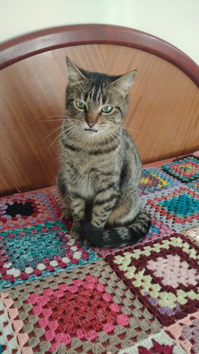 anecrds's tweet photo. Eu não aguento que meu gato não gosta de tirar foto aí frequentemente ele sai com essas expressões faciais https://t.co/gXj3pC6sLF