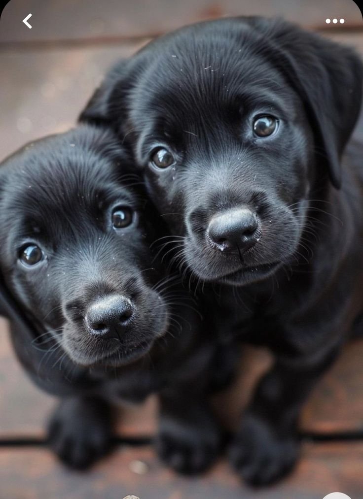 puppiesDoglover's tweet photo. where are the black dog lovers ! https://t.co/OU8IxEe1IM