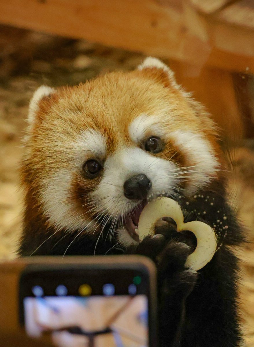 pom_lesser's tweet photo. 可愛いく撮ってね🐾
リングハートのりんご可愛い🍎

#ななこ
#レッサーパンダ
#日本平動物園
#redpanda
#lesserpanda https://t.co/ppcPP2hanq