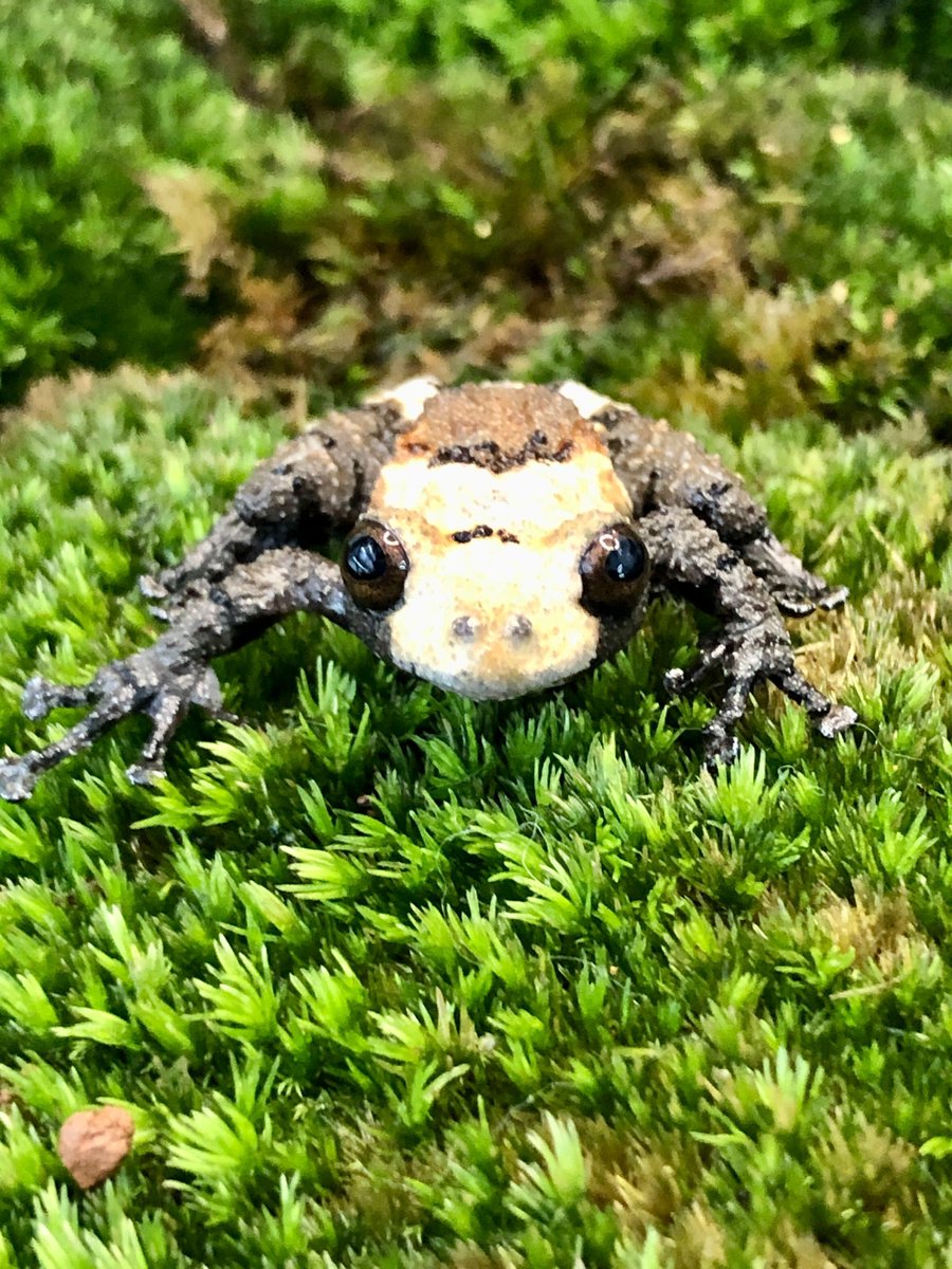 charm_reptiles's tweet photo. アスペルムコケガエル
白と黒のまだら模様が特徴的で
別名　パンダモッシーフロッグとも呼ばれています🐼 https://t.co/HwjHrCGhTZ