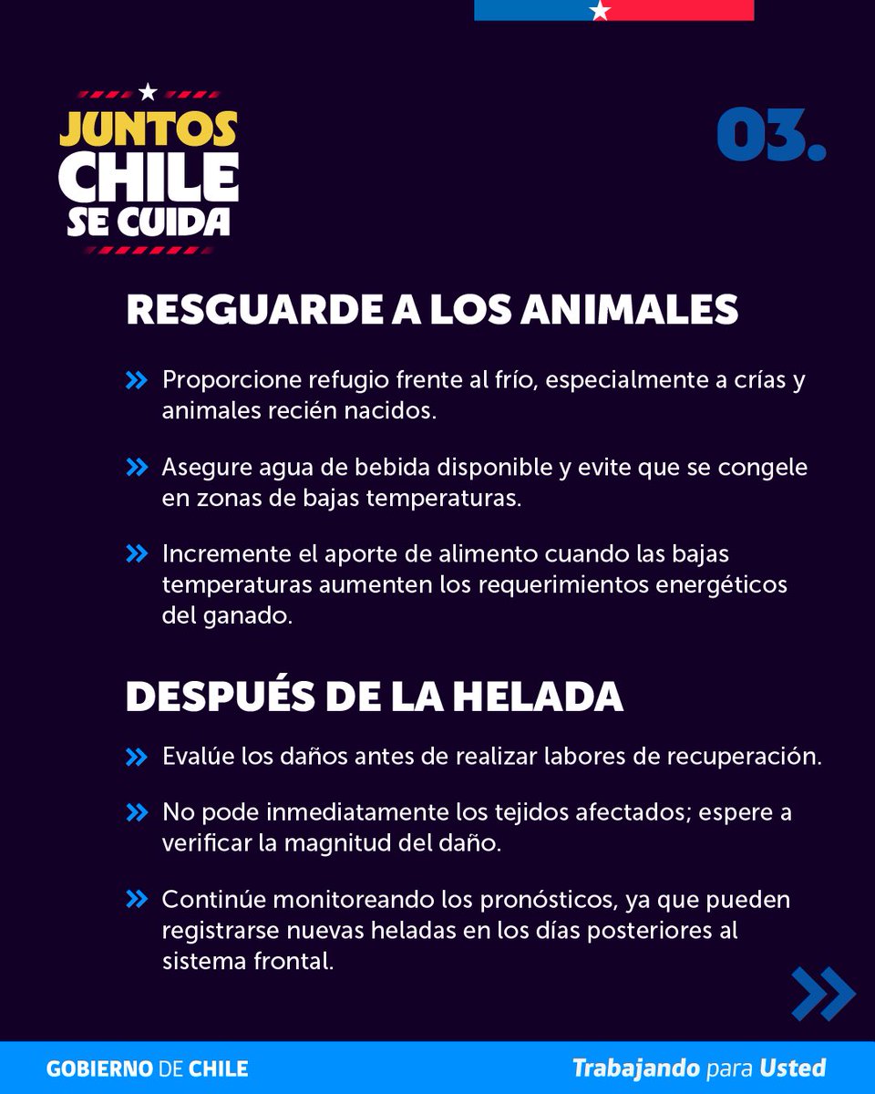 MinagriCL's tweet photo. Ante el pronóstico de heladas para este martes 11 y miércoles 12 de agosto, en las regiones de Maule, Ñuble y Biobío, te entregamos las siguientes recomendaciones elaboradas por la Unidad de Gestión de Riesgo de Desastres Agrícolas (UGRA) para proteger cultivos y sistemas productivos.

📲 Mantente informado sobre las alertas de heladas a través del Sistema de Alerta Temprana de @Agromet_RAN