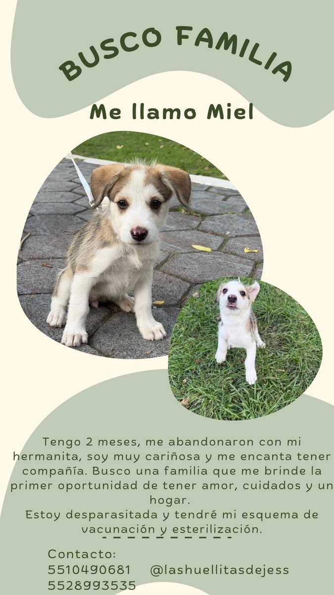 firulaisasalvo's tweet photo. La semana pasada @dan_felguer encontró a esta cachorrita a la que le están buscando un hogar 

Está divina 😍😍😍

¿Me ayudan con retuit? https://t.co/TcFPj3z0rH