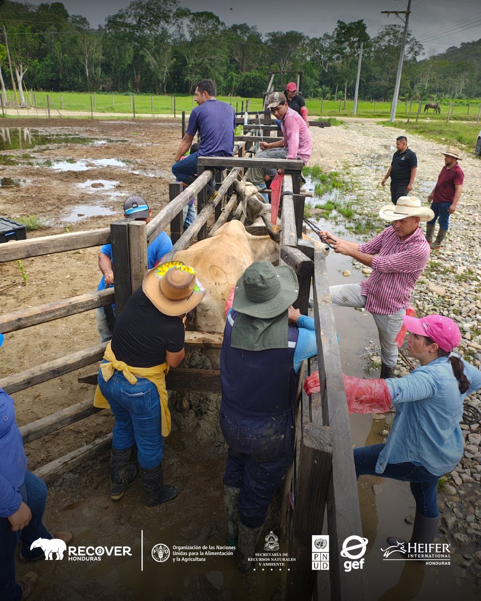 HeiferHonduras's tweet photo. En el marco del Proyecto RECOVER–FAO, productores de diferentes ECAS fortalecieron sus capacidades en reproducción bovina e inseminación artificial, combinando conocimientos teóricos con prácticas de campo.
#ProyectoRECOVER #RECOVERFAO #FAO #HeiferHonduras #GanaderíaSostenible https://t.co/QQrDBI1Drx