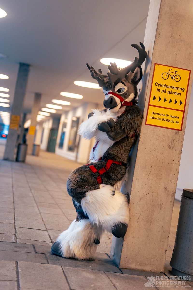 FurCPhoto's tweet photo. Can you be as cool as this bou?

🦌 Cake
✂️ BNCreation https://t.co/FZDlz8uFZ7