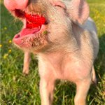 Photo by Pig of the Day 🐷 (@Pigofthe)