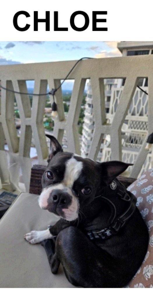MeowMiya88's tweet photo. 📢🇺🇸🗽⏳️🆘️💔😿🐶🚨Please RT to find Chloe #NewJersey #NJ #lostdog #Missingdog #leonia #dogsoftwitter #DogsOfX @HAPetRescuer https://t.co/8gwzDYeOf9