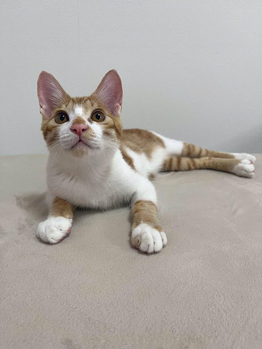 chairoi728's tweet photo. 枕の下に手を突っ込まれ猛烈にほじられて起きました🥱

#猫のいる暮らし https://t.co/RLvcWraBRx