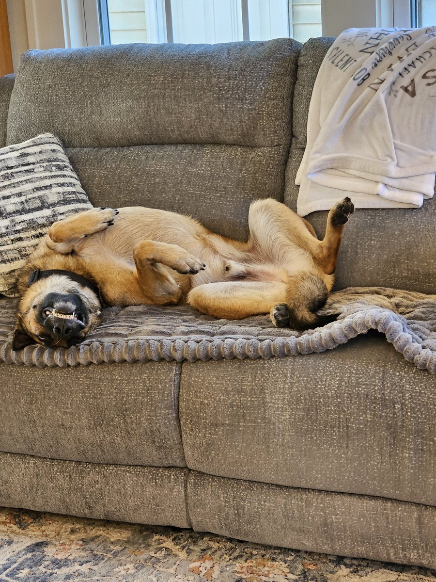 drowleygourley's tweet photo. @QueenAnticommie This is my Shepinois, Piko, chillin. https://t.co/hGtveuG0Jo