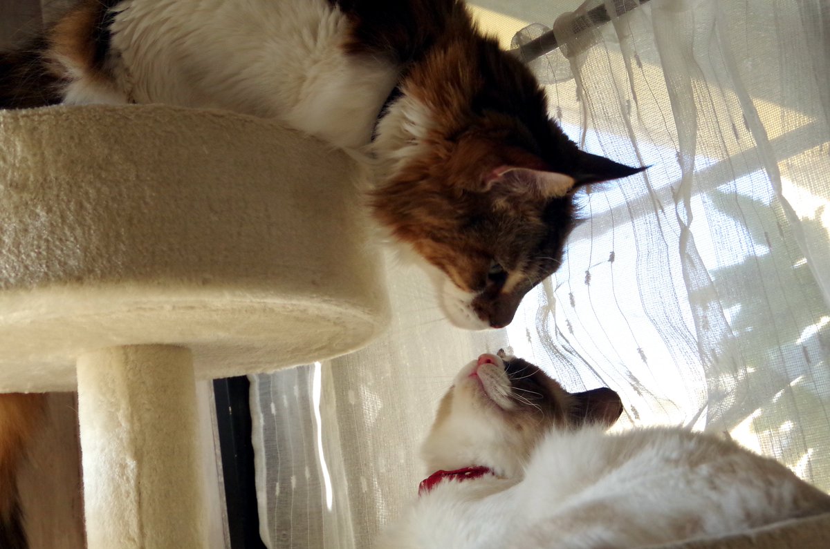tinerinrin's tweet photo. ふたりがわが家に来た時
先住猫の【ちょこ】がいました
2012年生れのメインクーンの8キロ男子

最初はちょっと戸惑い…
でも、もともと優しいちょこ
いつの間にか二人のパパ役をしてくれたよ

二人もちょこにくっついて
よく舐めてもらっていたなぁ…🐾

#ラグドール #猫のいる暮らし #あいすとくりん https://t.co/Gf8YcfPChU