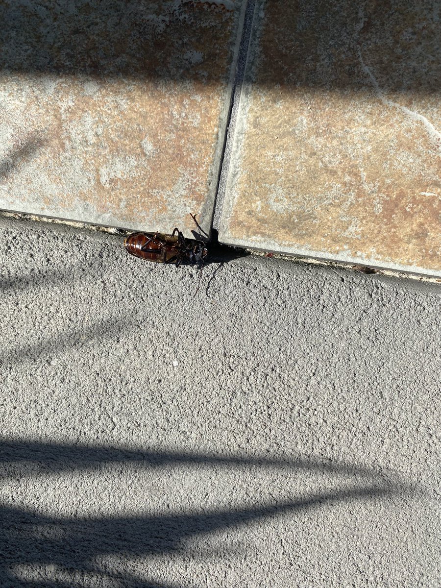 LBelthius1's tweet photo. @Amreil7 You can’t forget the huge roaches! They look like a B-52 bomber!! https://t.co/uyOfXpv1ca