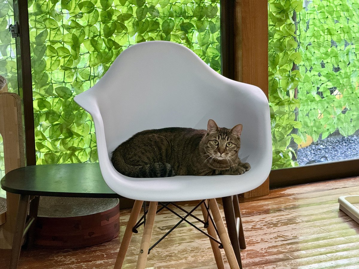 k2_k2trip's tweet photo. 我が家の猫族の皆さま
それぞれの夏 https://t.co/ZkuEolRJv0